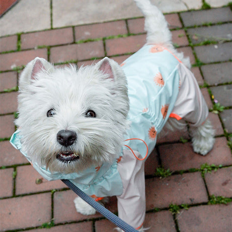 Pet Four-legged Raincoat Full Package With Reflective Waterproof