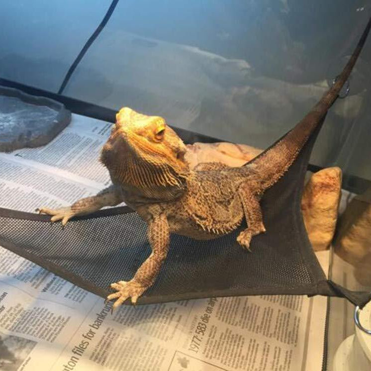 Reptile Hammock Lizard Snake Pet