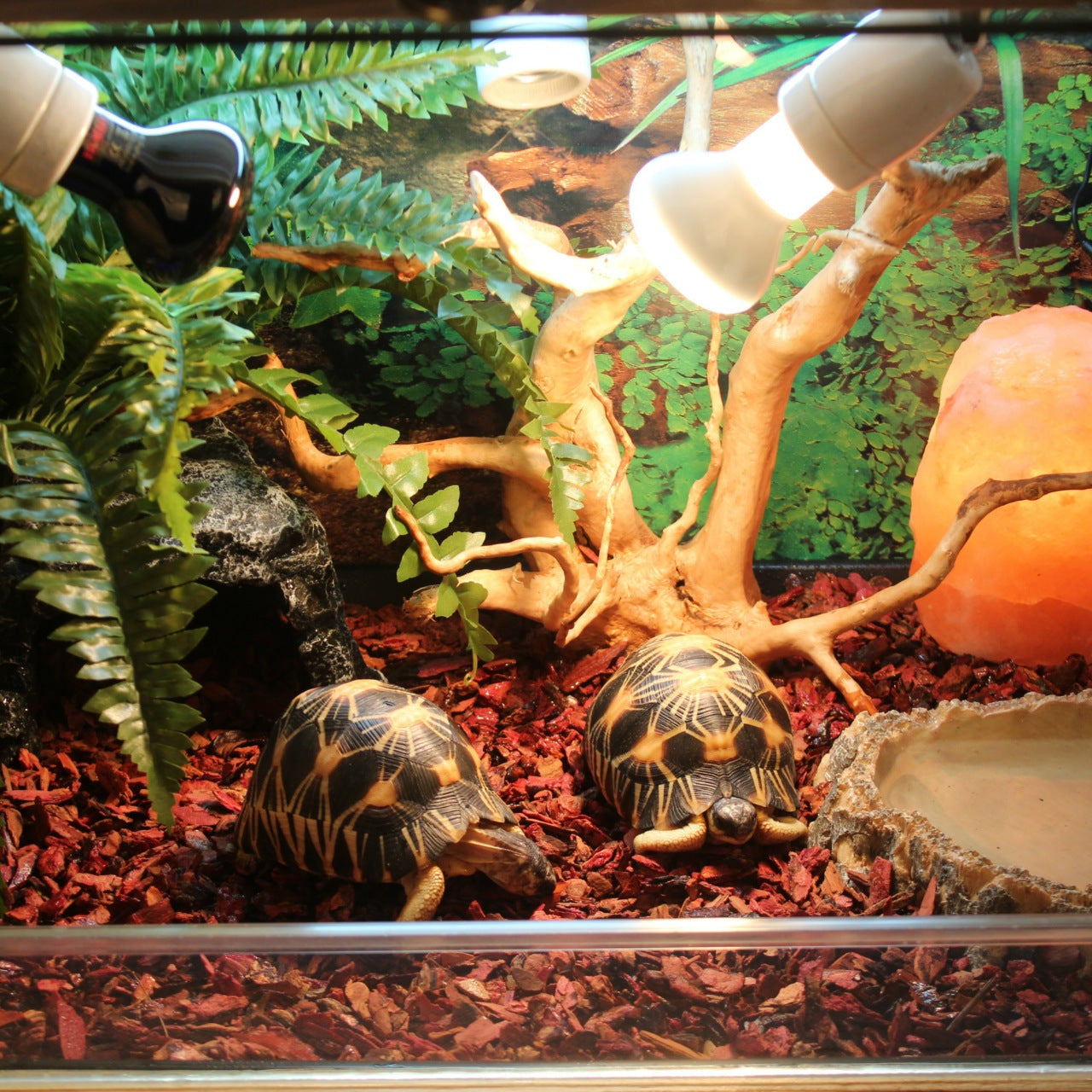 Borozo Reptile Tortoise Cave Hideout Nest Snake Lizard Big Hole