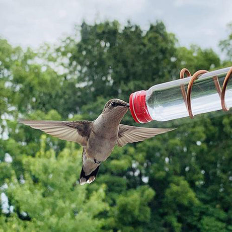 Garden Bird Feeder Supplies Hummingbird Drinker Suction Cup Easy