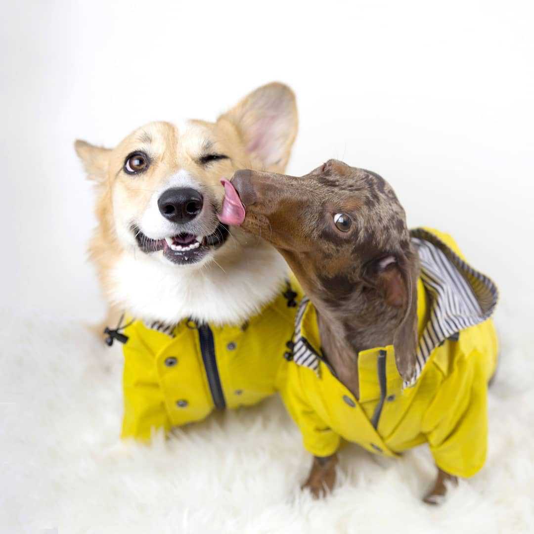 Tide Brand Windproof And Rainproof British Retro Padded Dog