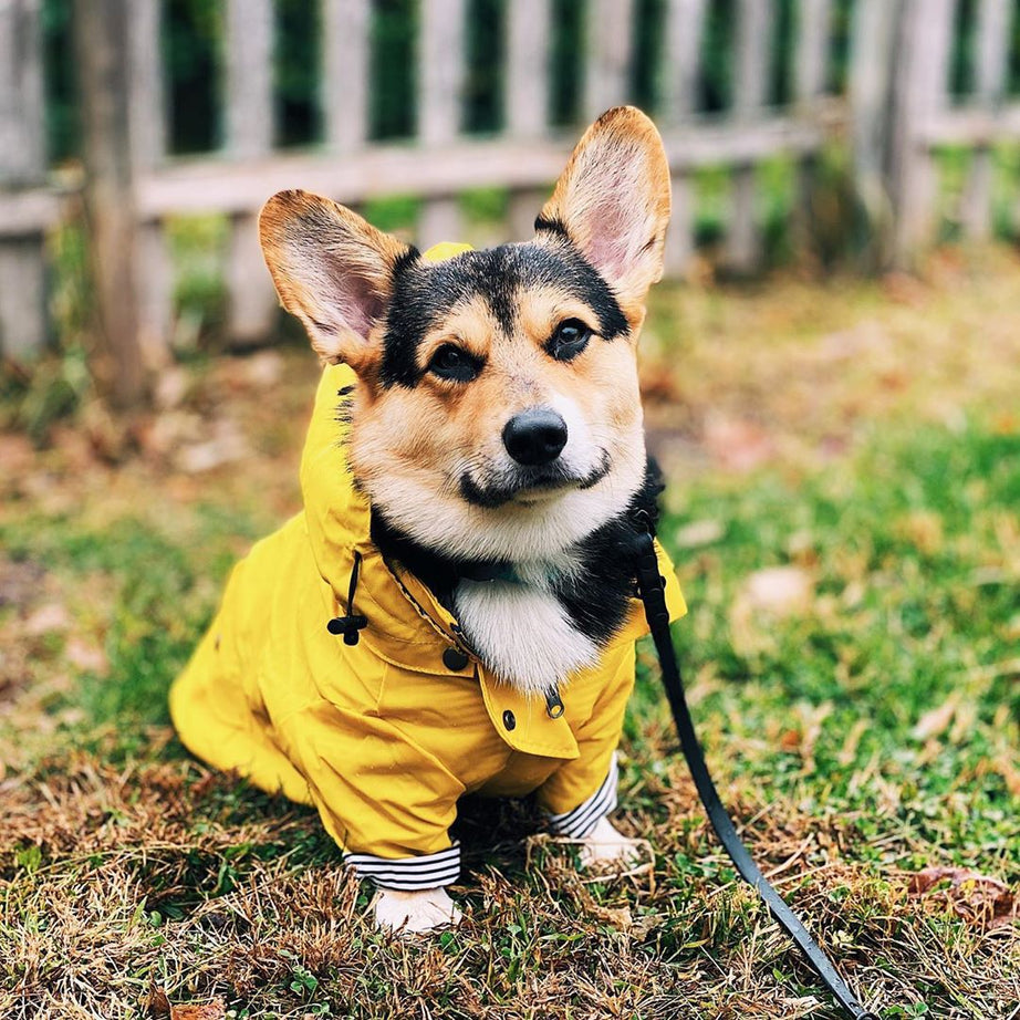 Tide Brand Windproof And Rainproof British Retro Padded Dog