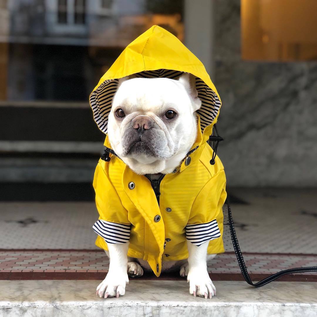 Tide Brand Windproof And Rainproof British Retro Padded Dog