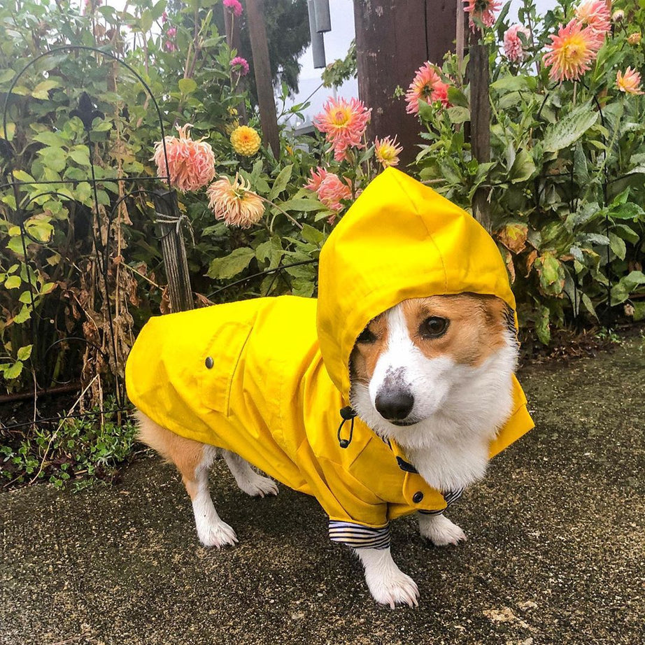 Tide Brand Windproof And Rainproof British Retro Padded Dog