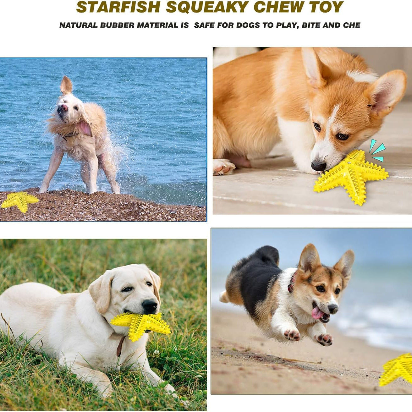 Sounding Starfish The Natural Toothbrush For Small And Medium Dogs