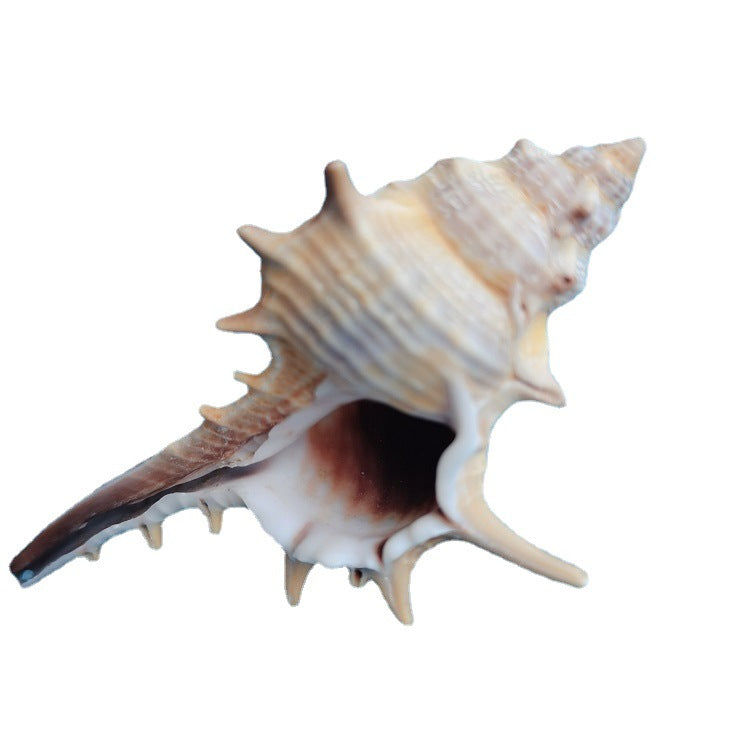 Natural Shell Conch 5-9cm Home Fish Tank Micro Landscape Decoration