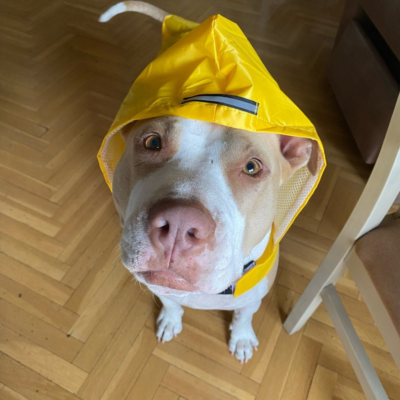 Pet Waterproof Windproof Hood Puppy Raincoat