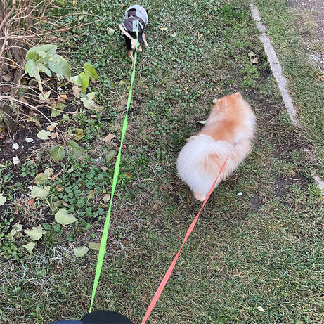 Retractable Dog Leash For Small Dogs Reflective Dual Pet Lead 360