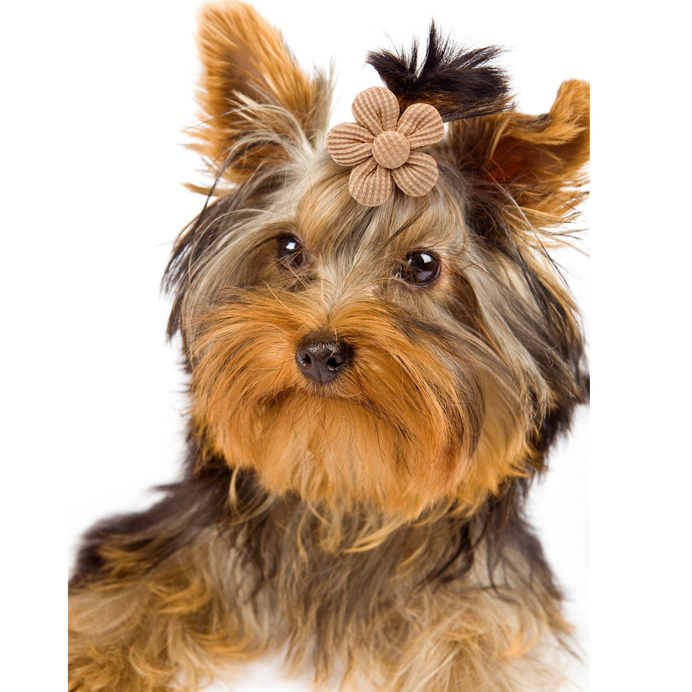Pet Headdress Flower Spring Solid Color Dog Cat Accessories