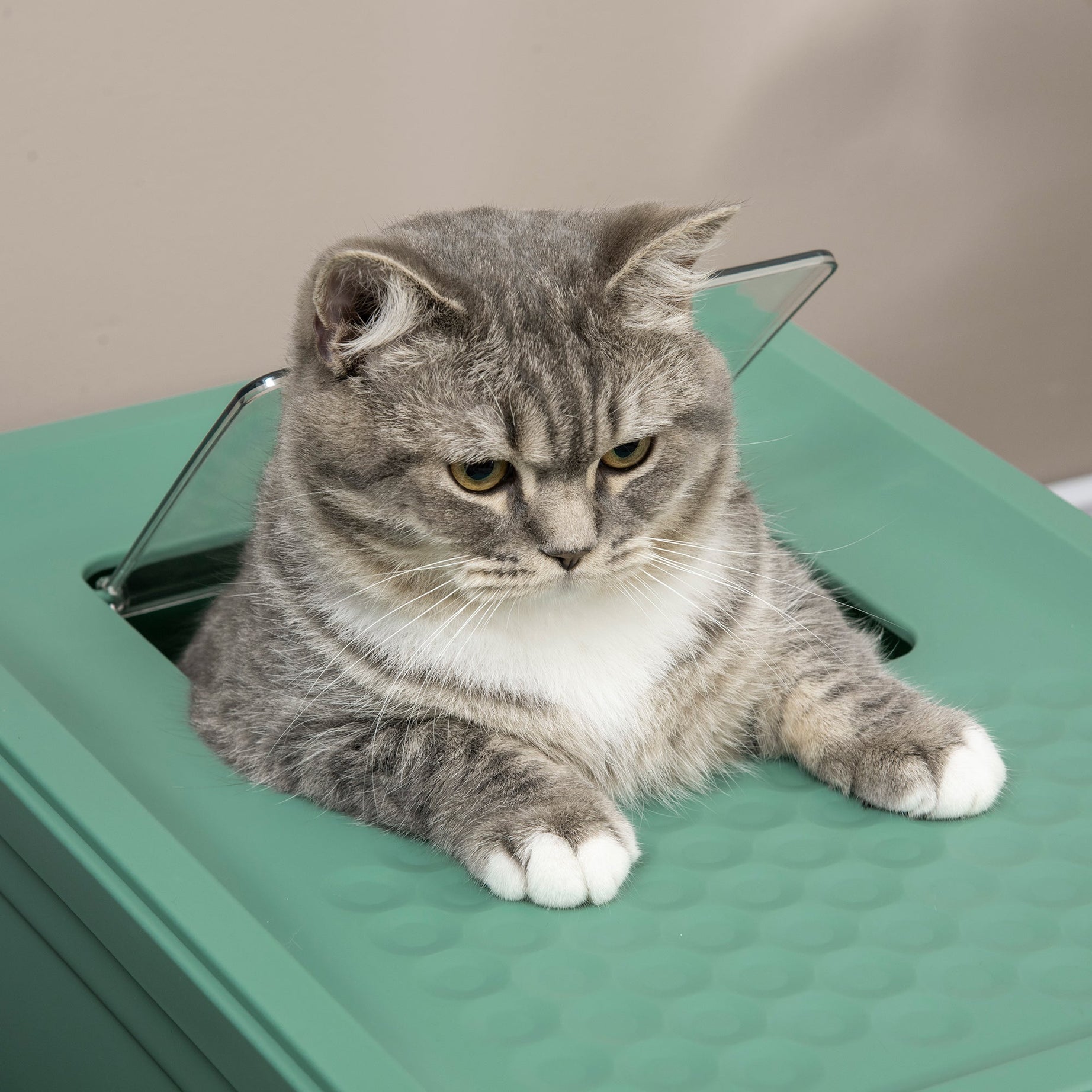 Fully Enclosed Cat Litter Box With Front Entry And Top Exit Plastic