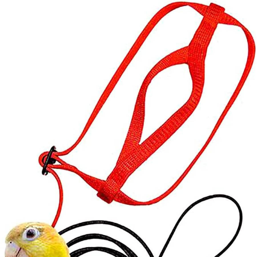 Parrot Flying With Rope And Bird Harness