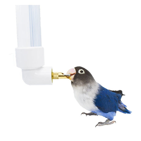 Parrot Water Fountain Firing Pin Drinking Bottle Large Automatic