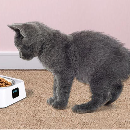 Pet 5g Bowl Automatic Pet Feeder