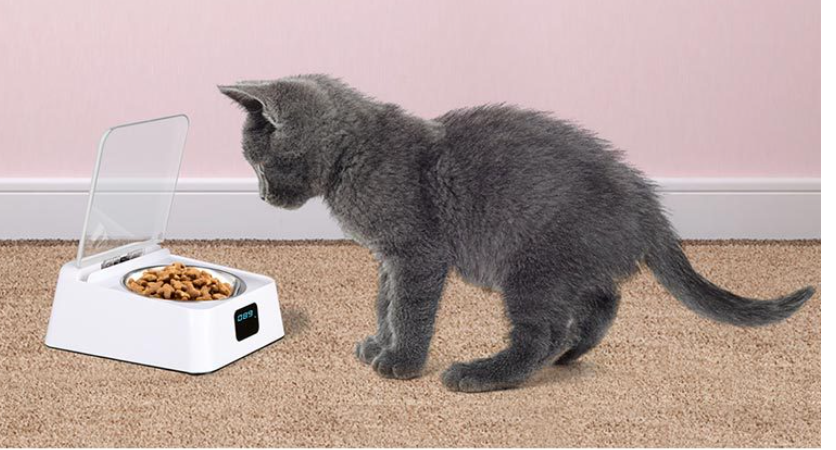 Pet 5g Bowl Automatic Pet Feeder
