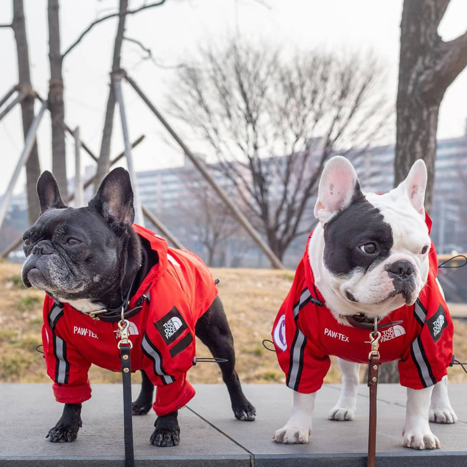 Windproof And Rainproof Dog Large Raincoat