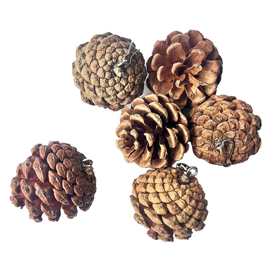Parrot Bite Toy Can Hang With Studs Pine Cones
