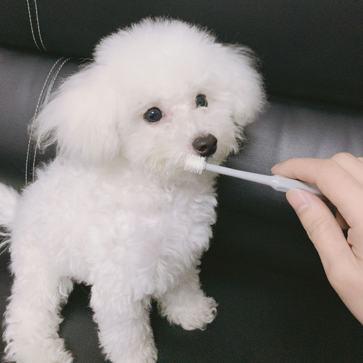 Pet Dog Cat Toothbrush 360 Degrees Oral Cleaning Teeth Improve Bad