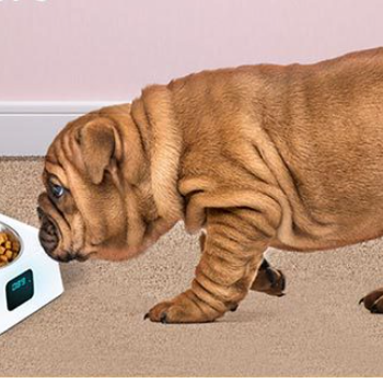 Pet 5g Bowl Automatic Pet Feeder