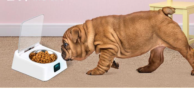 Pet 5g Bowl Automatic Pet Feeder