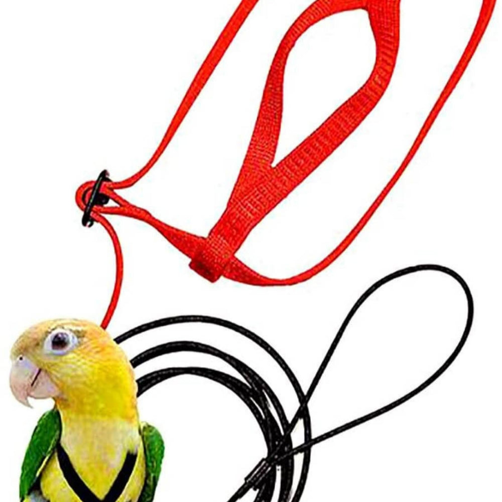 Parrot Flying With Rope And Bird Harness