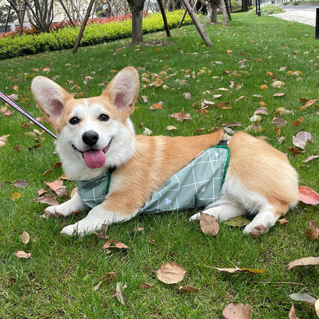 Corgi Dudou Pet Summer Dog Raincoat