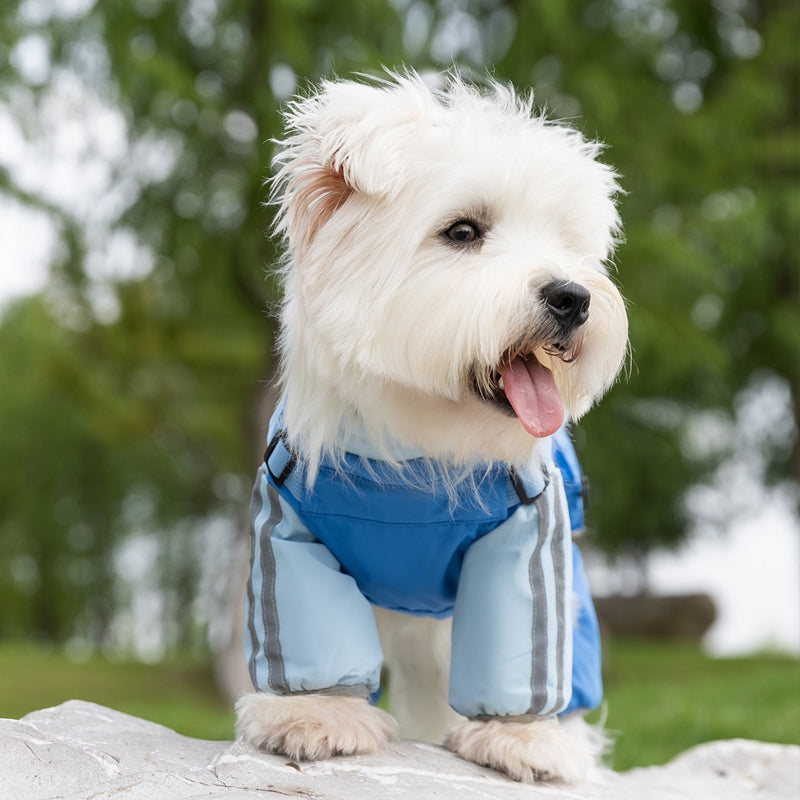 Autumn And Winter Dog Small And Medium-sized Teddy Outdoor