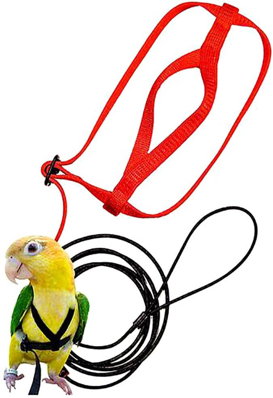 Parrot Flying With Rope And Bird Harness
