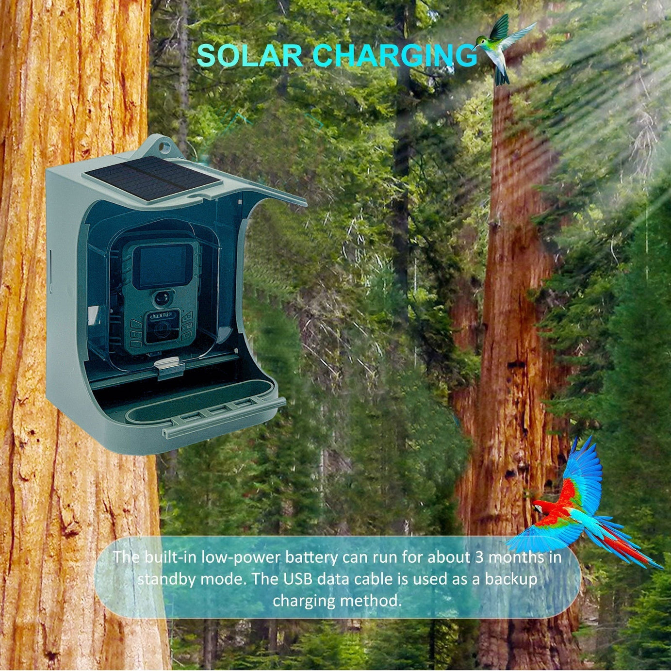Bird Feeder Infrared Camera Watching Wireless Outdoor Automatic