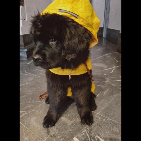 Pet Waterproof Windproof Hood Puppy Raincoat