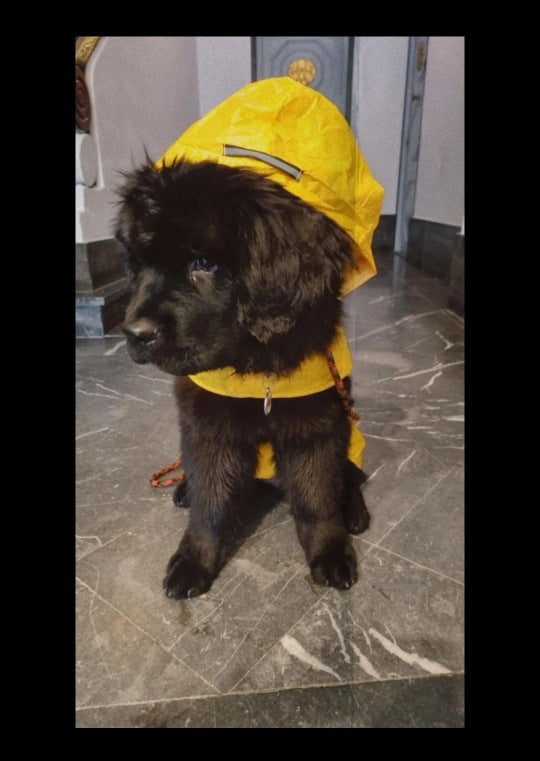 Pet Waterproof Windproof Hood Puppy Raincoat