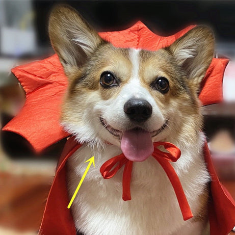 Halloween Pet Costumepet Cape Vampire King