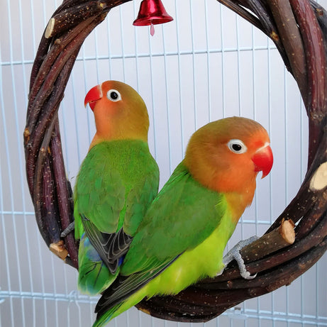 Bird Standing Frame Rattan Ring Chewing Toy Cage
