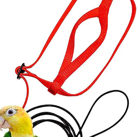 Parrot Flying With Rope And Bird Harness