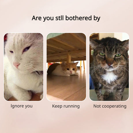 Pet Photo Artifacts Cats Dogs Look At The Lens Toy Cell Phone
