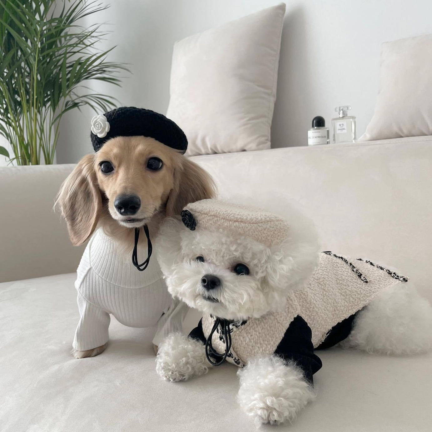 Pet Dog Cat Accessories Knitted Hat